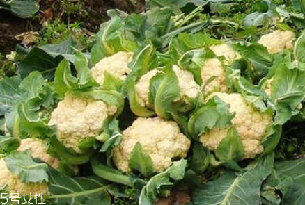 孕婦可以吃花椰菜嗎？促進(jìn)孕婦免疫力