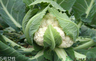 花菜怎么保存時(shí)間長(zhǎng)？這么做可以保存一周