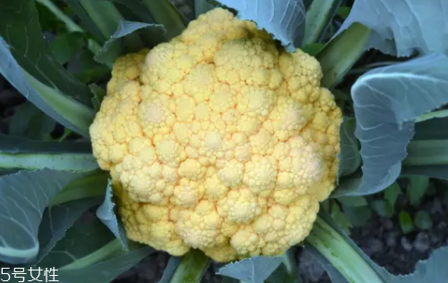 花菜在冰箱能放幾天？不要超過7天