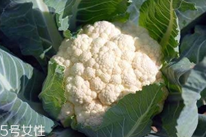 花菜怎么洗才干凈？一定要把蟲子洗掉