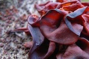 血耳多少錢一斤？來自大山的饋贈