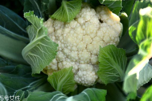 花菜怎么洗才干凈？一定要把蟲子洗掉