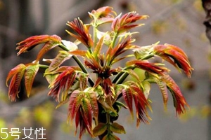 香椿怎樣長期保存？這樣做可儲存一年