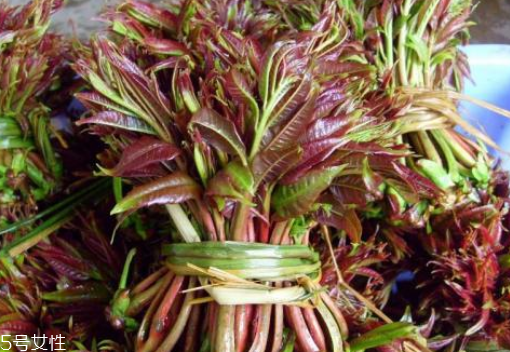 香椿怎樣長期保存？這樣做可儲存一年