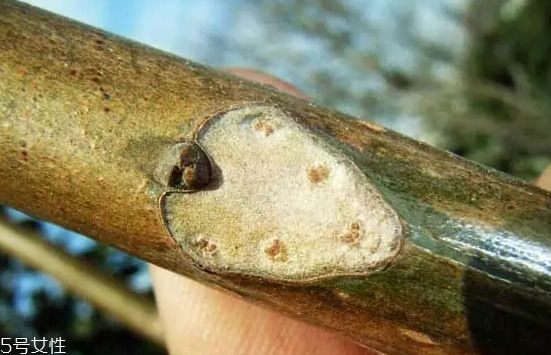 香椿和臭椿有什么區(qū)別？臭椿有毒不能吃