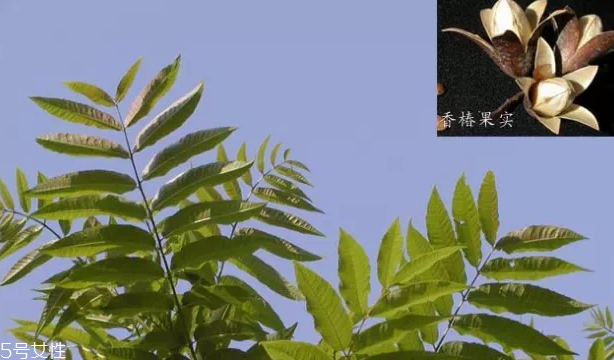 香椿和臭椿有什么區(qū)別？臭椿有毒不能吃