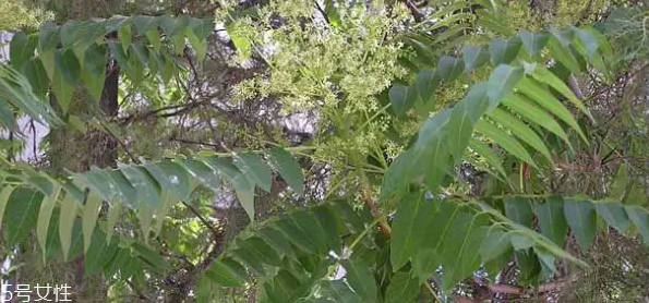 香椿和臭椿有什么區(qū)別？臭椿有毒不能吃