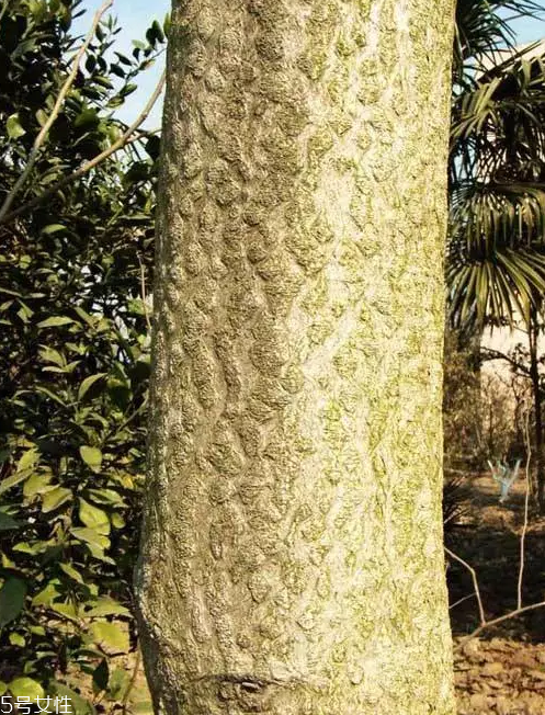 香椿和臭椿有什么區(qū)別？臭椿有毒不能吃