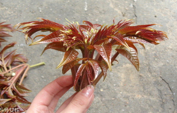 香椿種子多少錢(qián)一斤？30～40元左右