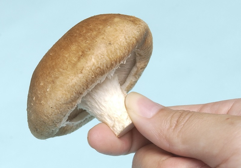 新鮮香菇怎么挑選與處理