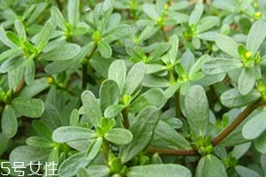 老鼠耳與馬齒莧的區(qū)別 老鼠耳菜的功效 老鼠耳與馬齒莧的區(qū)別 老鼠耳菜的功效