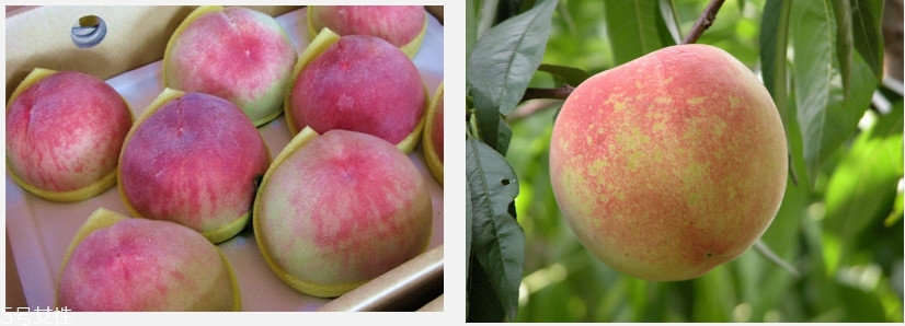 水蜜桃怎么保存時(shí)間長(zhǎng) 水蜜桃的保存方法