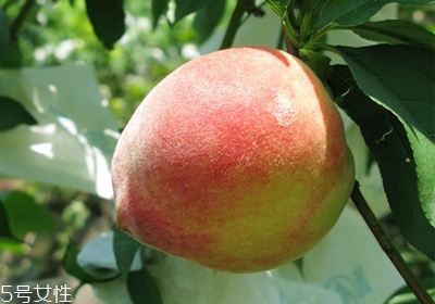 水蜜桃怎么保存時(shí)間長(zhǎng) 水蜜桃的保存方法