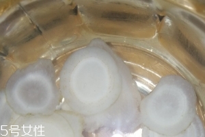 西洋參治什么病？西洋參功效強(qiáng)大