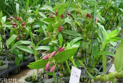 石斛不能和什么一起吃 相克食物 石斛不能和什么一起吃 相克食物