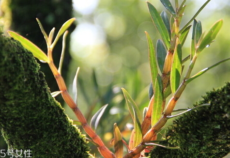 石斛不能和什么一起吃 相克食物 石斛不能和什么一起吃 相克食物