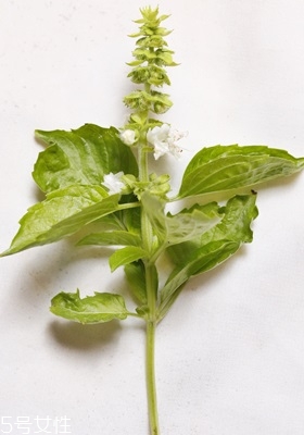 西餐常用香草有哪些 西餐用的香草介紹 西餐常用香草有哪些 西餐用的香草介紹