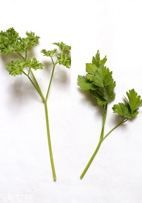 西餐常用香草有哪些 西餐用的香草介紹 西餐常用香草有哪些 西餐用的香草介紹