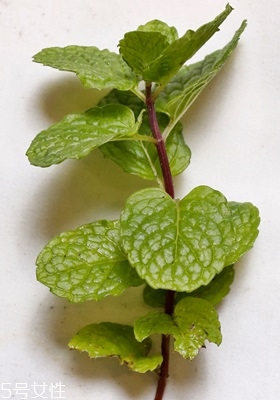 西餐常用香草有哪些 西餐用的香草介紹 西餐常用香草有哪些 西餐用的香草介紹