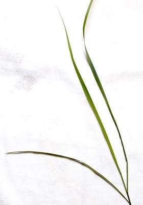 西餐常用香草有哪些 西餐用的香草介紹 西餐常用香草有哪些 西餐用的香草介紹