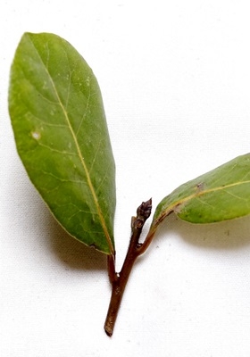 西餐常用香草有哪些 西餐用的香草介紹 西餐常用香草有哪些 西餐用的香草介紹