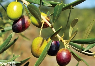 橄欖油怎么保存 橄欖油保存溫度 橄欖油怎么保存 橄欖油保存溫度