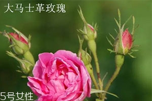 大馬士革玫瑰和平陰玫瑰哪個(gè)好？