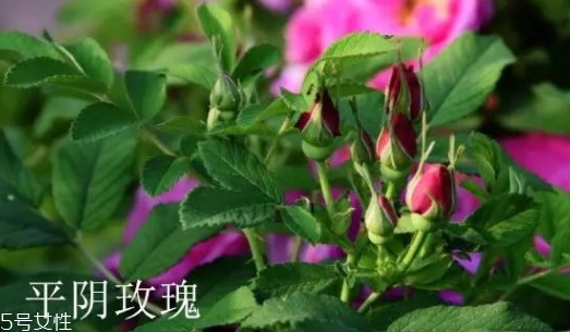 大馬士革玫瑰和平陰玫瑰哪個(gè)好？