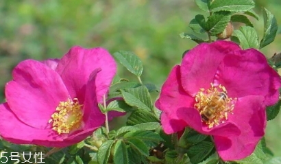 大馬士革玫瑰和平陰玫瑰哪個(gè)好？