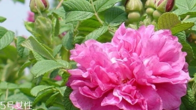 大馬士革玫瑰和平陰玫瑰哪個(gè)好？