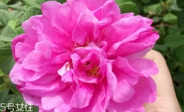 大馬士革玫瑰和平陰玫瑰哪個(gè)好？