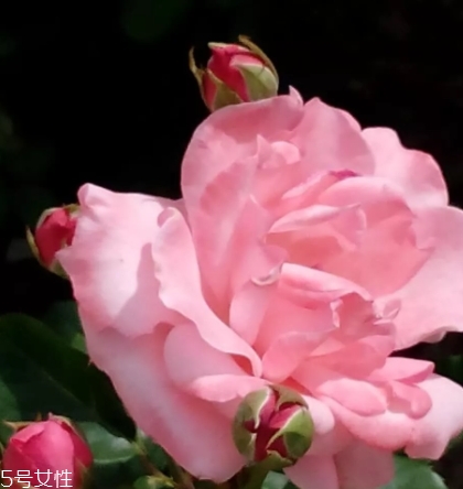 苦水玫瑰和平陰玫瑰哪個(gè)好？