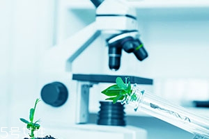 西芹籽能降尿酸嗎？