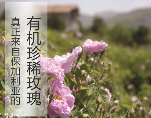 純露怎么用？居然有8種用法