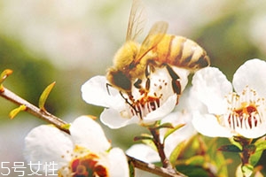 麥盧卡蜂蜜和普通蜂蜜有什么區(qū)別？貴得有理由