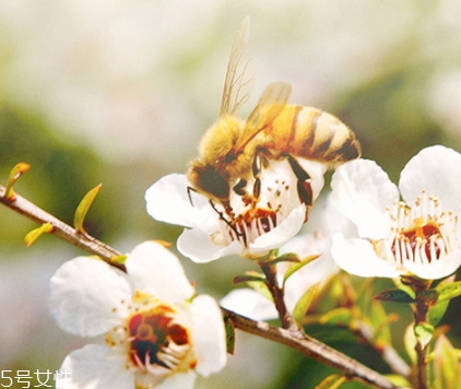 麥盧卡蜂蜜保質期