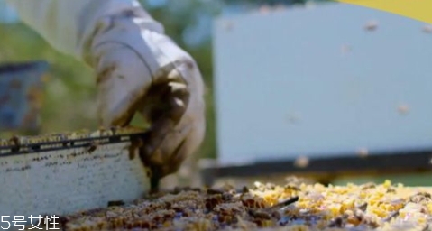 麥盧卡蜂蜜保質期