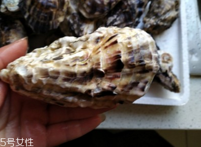 生蠔會有珍珠嗎？有這個可能