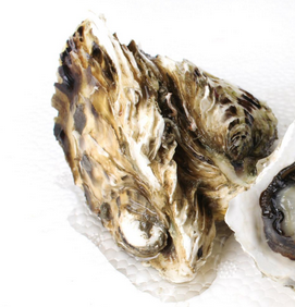 生蠔會(huì)死嗎？生蠔是容易死的