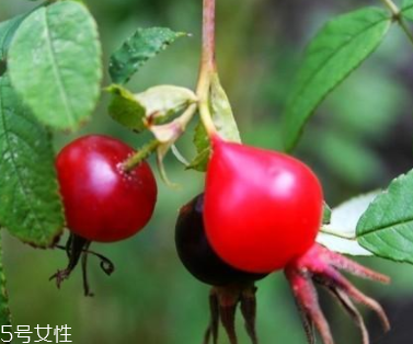 痘痘能用玫瑰果油嗎？愈合之后少量用