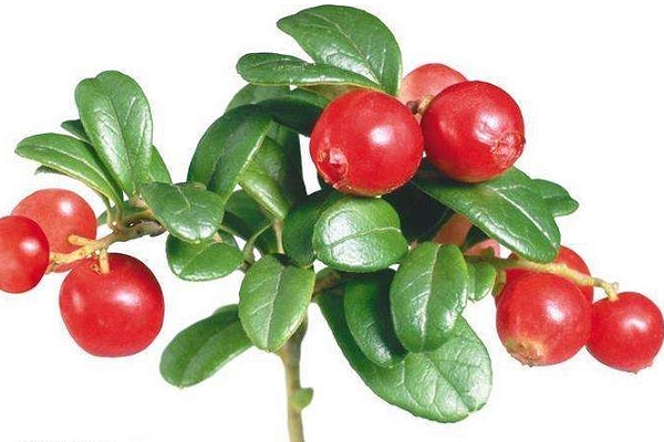 顏色淺的玫瑰果油是假貨嗎？純正玫瑰果油是琥珀色