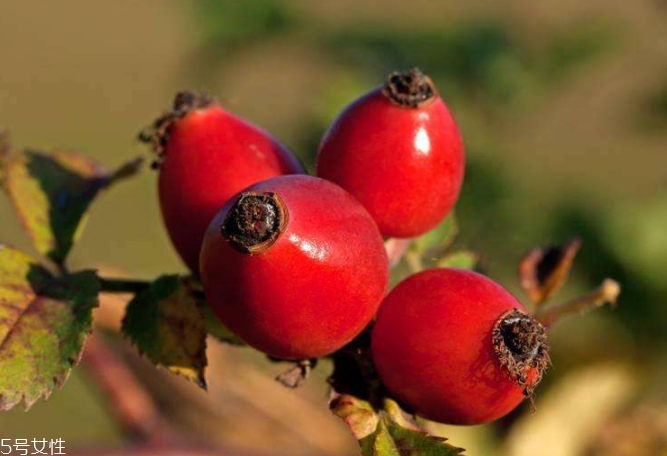 顏色淺的玫瑰果油是假貨嗎？純正玫瑰果油是琥珀色