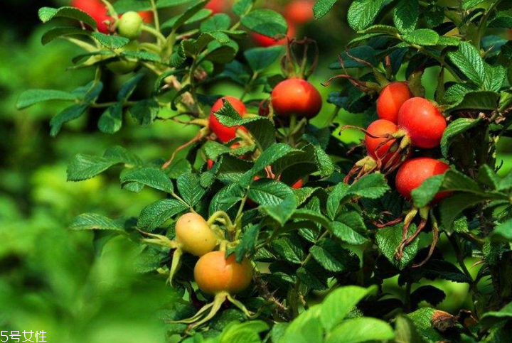 顏色淺的玫瑰果油是假貨嗎？純正玫瑰果油是琥珀色