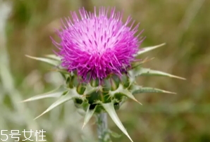 奶薊草護(hù)肝片怎么吃 奶薊草護(hù)肝片怎么吃