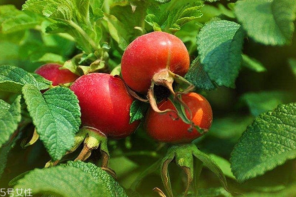 玫瑰果油開蓋之后能保存多久？半年到2年