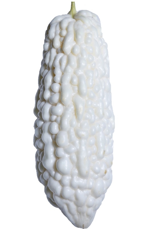 苦瓜品種大全圖片資料 苦瓜品種大全圖片資料