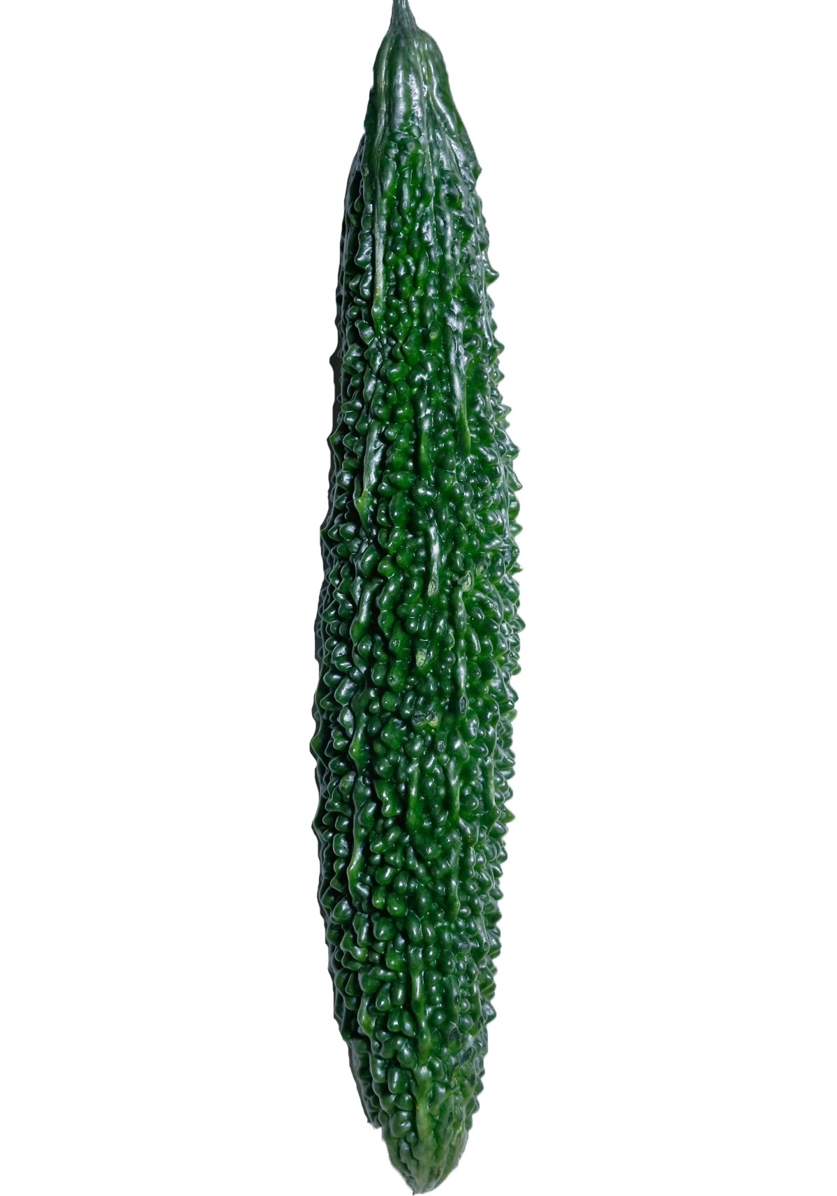 苦瓜品種大全圖片資料 苦瓜品種大全圖片資料