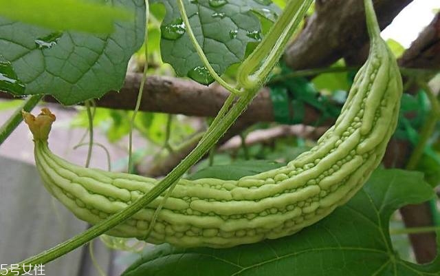 苦瓜品種大全圖片資料 苦瓜品種大全圖片資料