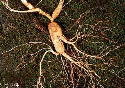 林下參可以泡酒嗎 泡酒比例 林下參可以泡酒嗎 泡酒比例