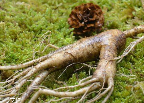 林下參怎么吃最好 食譜大全 林下參怎么吃最好 食譜大全